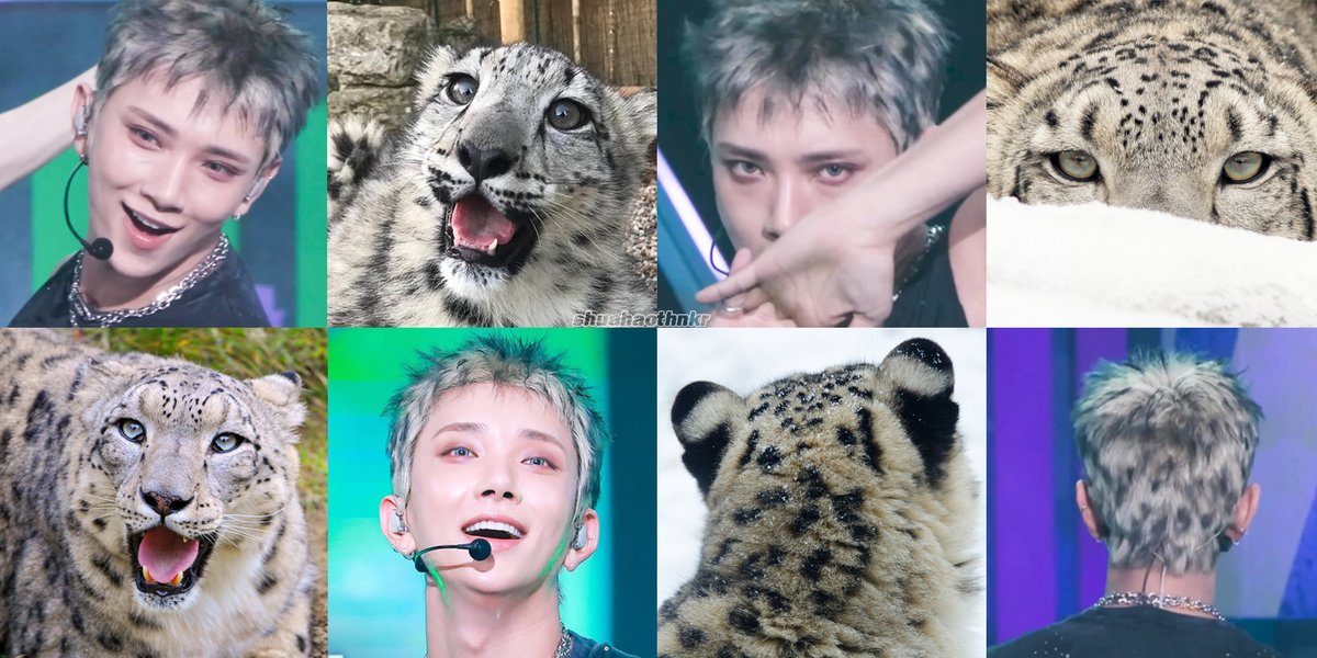 shuahaothnkr's tweet photo. ミューバンのジョシュア、色味が完全にユキヒョウで可愛かった https://t.co/enEEAKSQyi