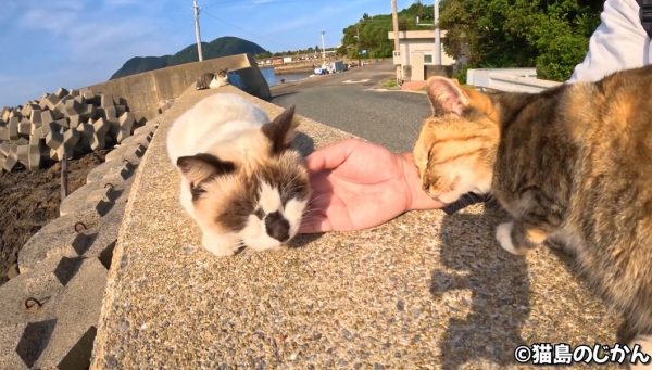 ニコニコニュース (@nico_nico_news) on Twitter photo 人懐っこすぎる猫島の猫ちゃんたち! 堤防の上にずらりと並んで大歓迎の意を示す
originalnews.nico/500210
右からも左からもどんどん集まってくる猫ちゃんたち。撫でてみると、どの猫も気持ち良さそうに目を細めてくれる仕草が嬉しいです
投稿者:猫島のじかんさん(<a href="/nekojima_time/">🏝猫島のじかん😻Cats Island Time</a>) 人懐っこすぎる猫島の猫ちゃんたち! 堤防の上にずらりと並んで大歓迎の意を示す
originalnews.nico/500210
右からも左からもどんどん集まってくる猫ちゃんたち。撫でてみると、どの猫も気持ち良さそうに目を細めてくれる仕草が嬉しいです
投稿者:猫島のじかんさん(<a href="/nekojima_time/">🏝猫島のじかん😻Cats Island Time</a>)