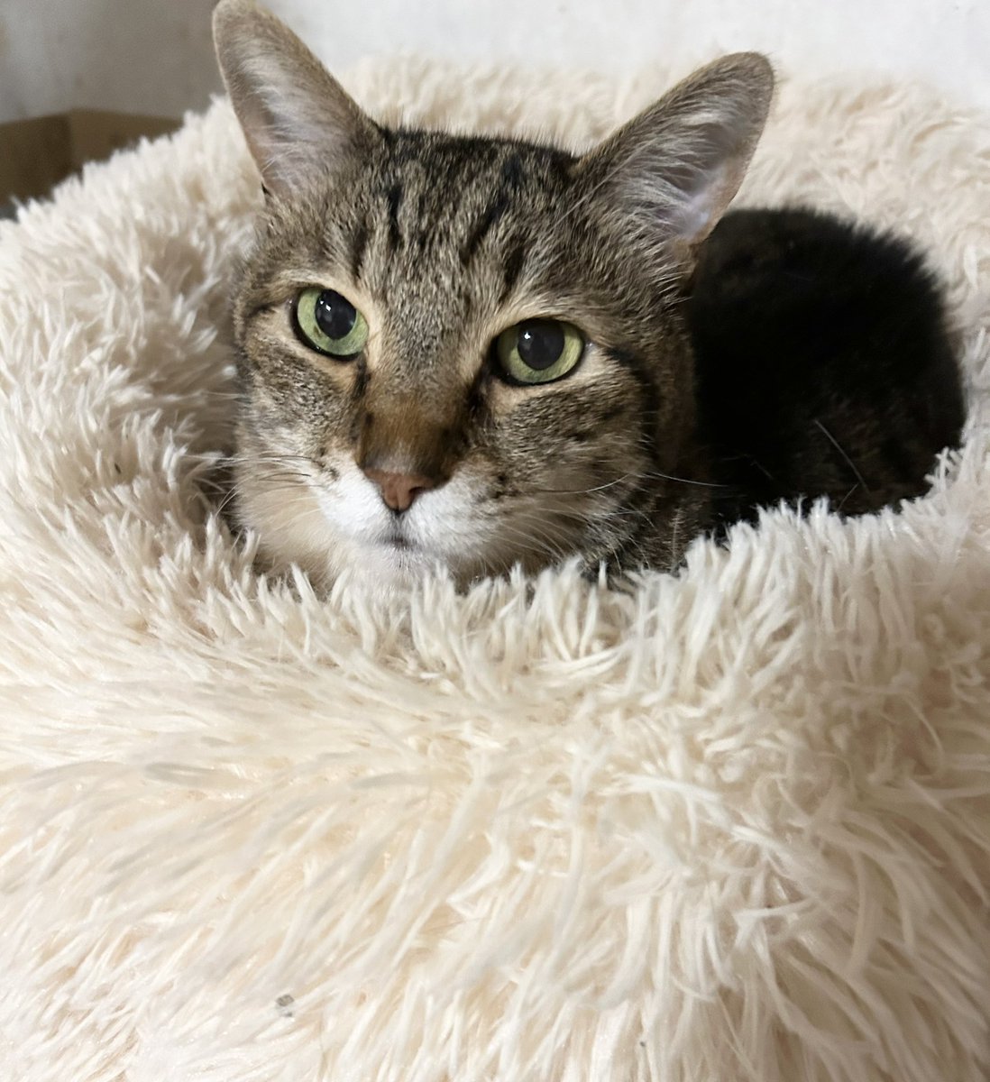 本日まろちゃん
㊗️14歳のお誕生日
迎えました🎂✨

いつも甘えん坊の
まろちゃん🐈‍⬛💕
これからもみんなと仲良く
幸せに過ごそうね🍀

まろちゃん♪おめでとう〜🎉

#猫好きさんと繫がりたい 
#猫のいる暮らし
#誕生日