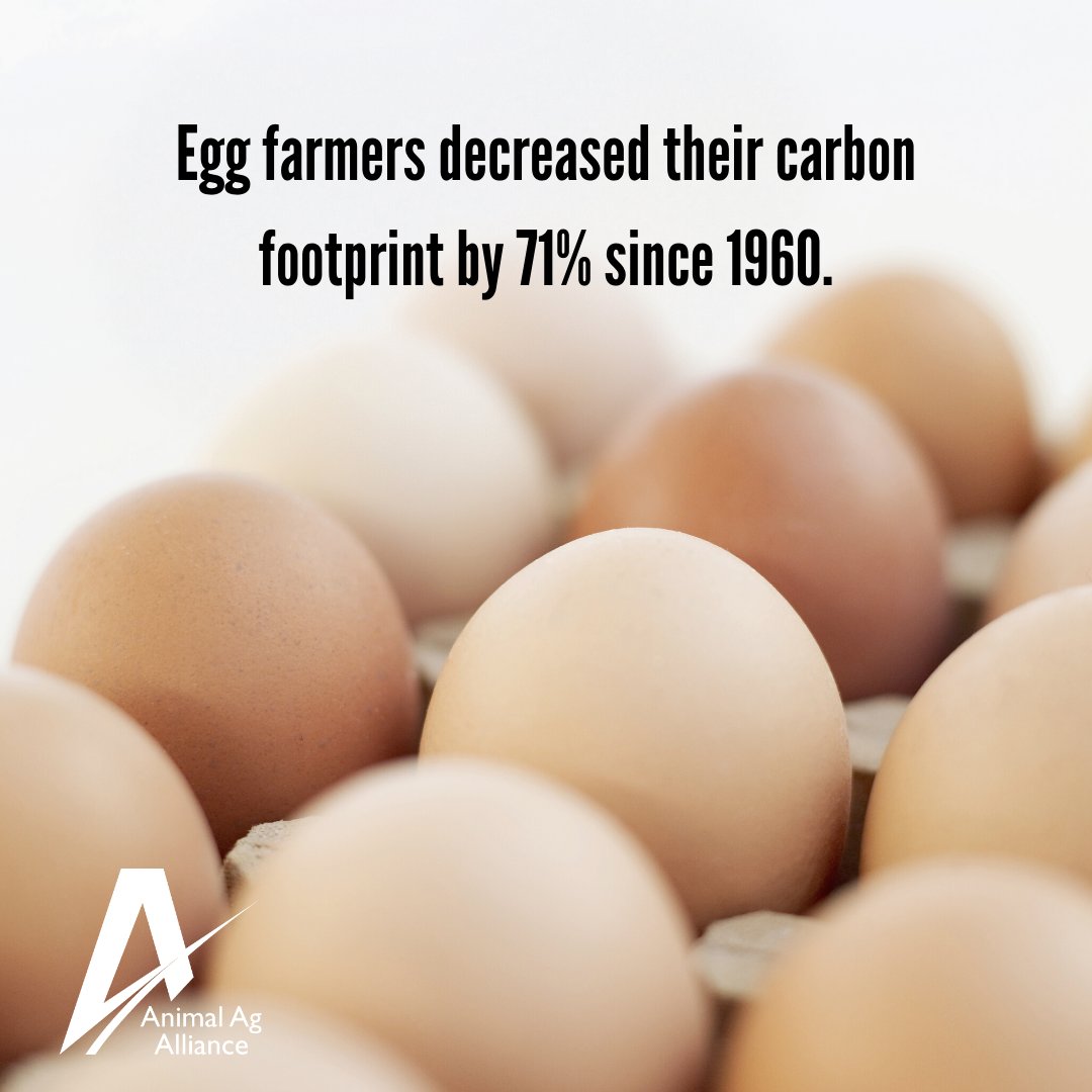 Compared to 1960, egg farmers have made significant strides in minimizing their environmental impact with the help of technological advancements and improved animal husbandry practices. 🥚 bit.ly/2KJ6gKx