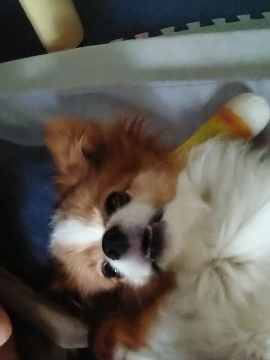 Vabosetogiwa's tweet image. え？いたずら！？
してない、してない！
ほらっ

#パピヨン
#きょうのわんこ
#わんこ