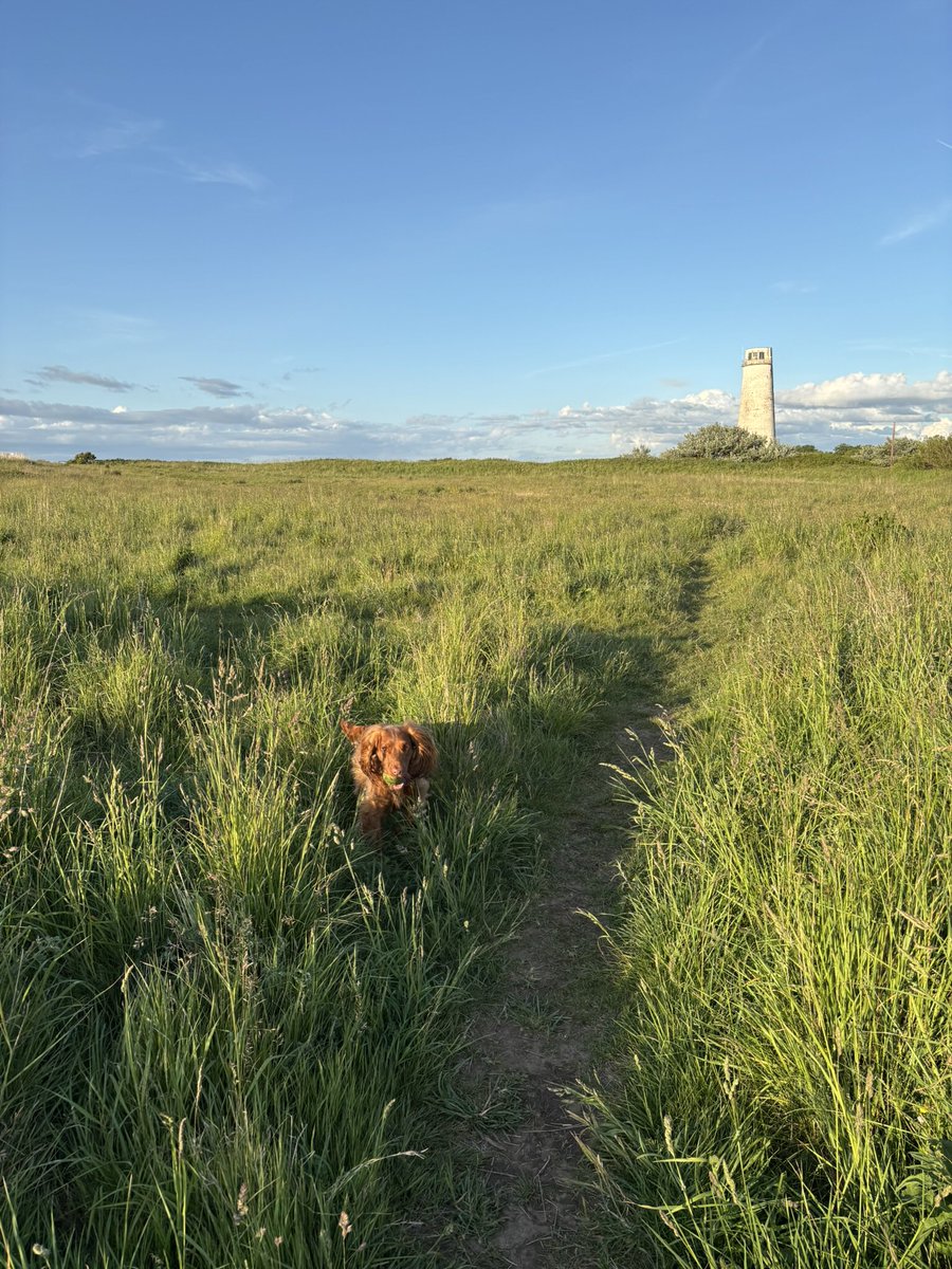 JuliaPovall's tweet photo. Gorgeous evening stroll with Golden Boy! #leasowelighthouse #wirralwandering #lifewithacockerspaniel #noplacelikehome #wonderfulwirral https://t.co/lpc7B0uHR5