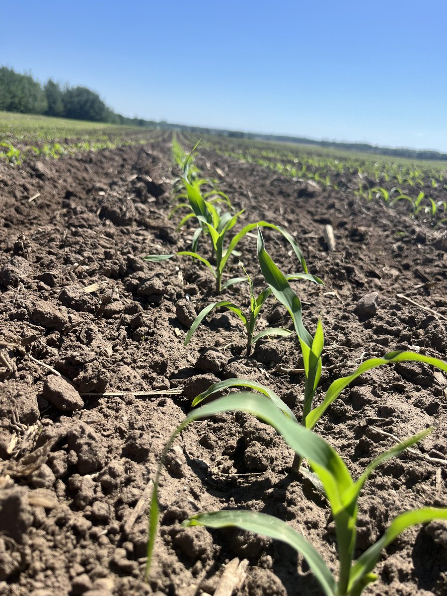 Row cultivating #corn get the dirt black again to capture extra heat <a href="/PioneerSeedsCA/">Pioneer Seeds Canada</a>  <a href="/CornRanches/">Rodger Hovde</a> <a href="/HorizonSeeds/">Horizon Seeds</a> #silage #alberta <a href="/AlbertaAg/">Alberta Agriculture and Irrigation</a> <a href="/PDmag/">Progressive Dairy</a>