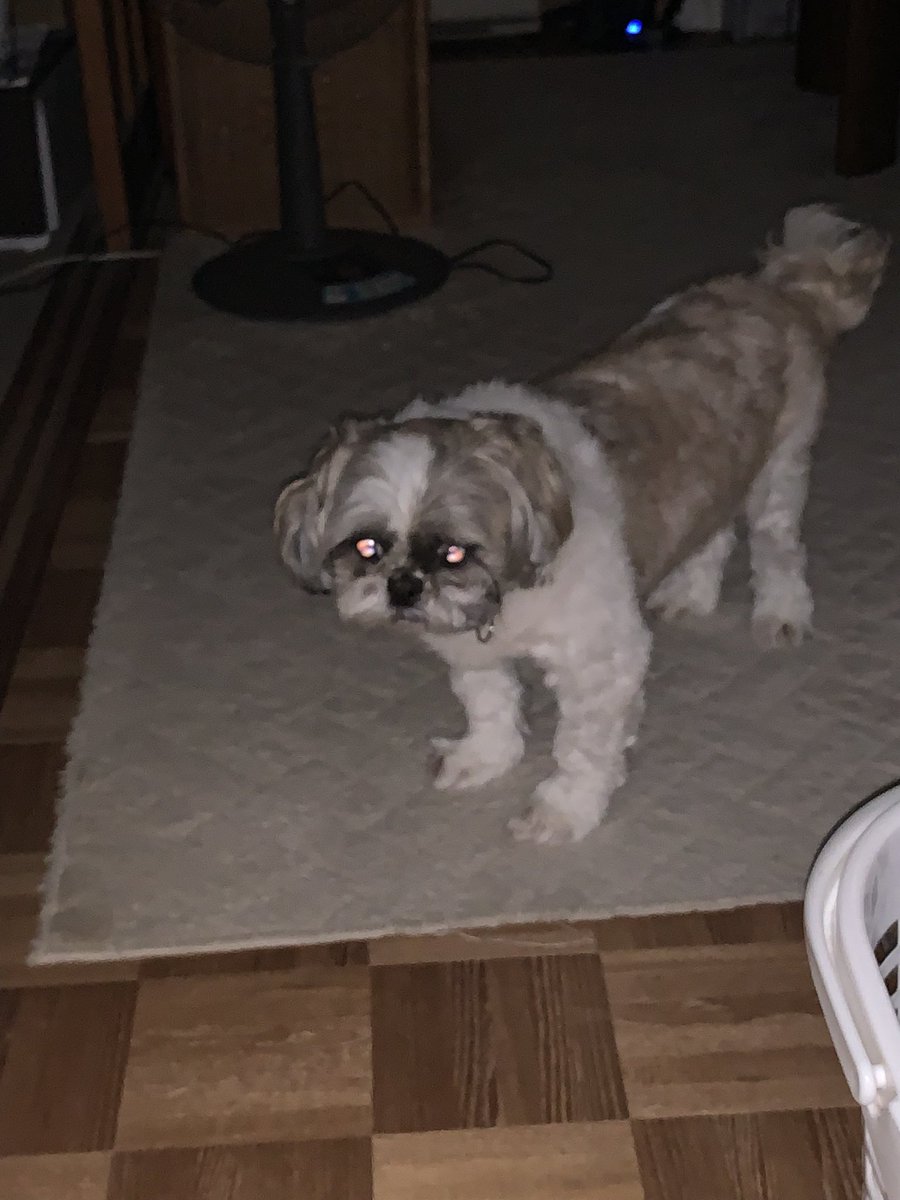 真夜中のマイロくん🐶🌙怖いけど可愛い😍
#犬のいる暮らし
#シーズー