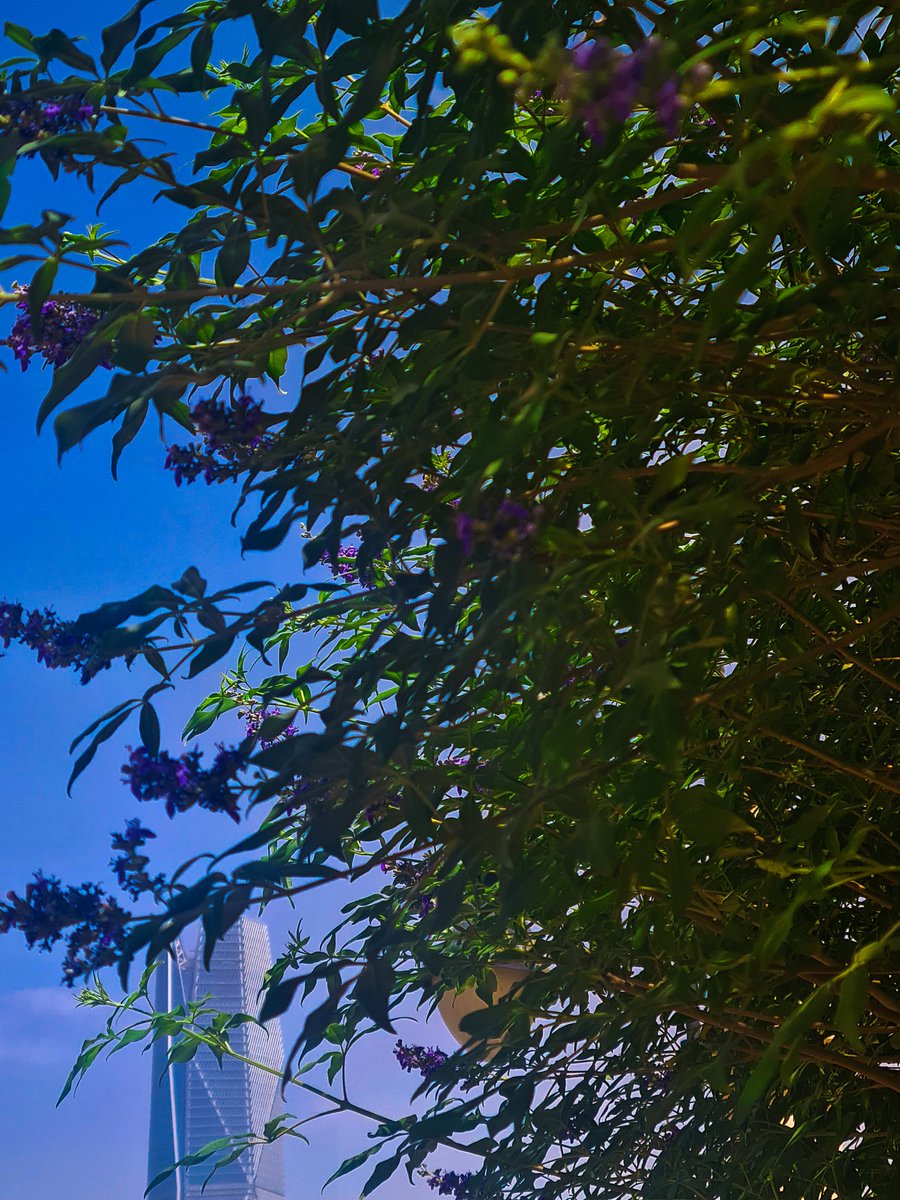 ibrahimoqeil's tweet photo. الرياض الخضراء 📸🏙️🌳 https://t.co/9wr64r5RAF