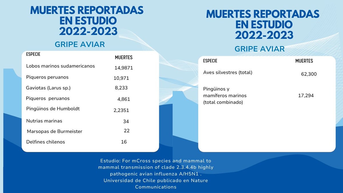 Gripe aviar: Científicos confirman contagio entre mamíferos marinos go.shr.lc/4jvkso1
<a href="/uchile/">Universidad de Chile</a>