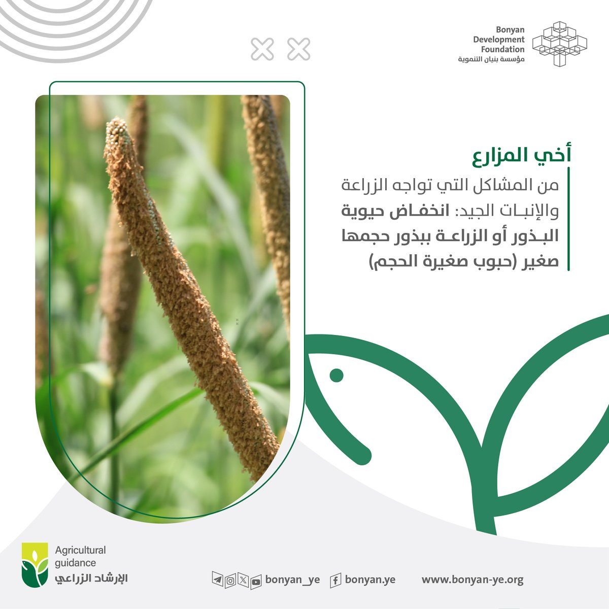 أخي المزارع
من المشاكل التي تواجه الزراعة والإنبات الجيد: انخفاض حيوية البذور أو الزراعة ببذور حجمها صغير (حبوب صغيرة الحجم).

#رسائل_إرشادية
#مؤسسة_بنيان_التنموية #اليمن