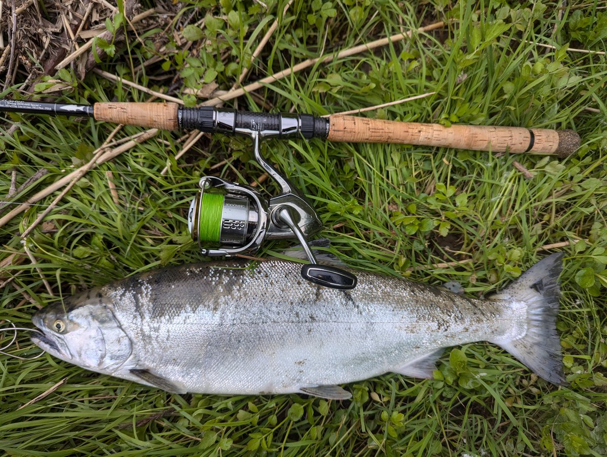 まさかもう諦めてる奴なんていないよな？
#米代川
#サクラマス
#今季5本目
#寝不足