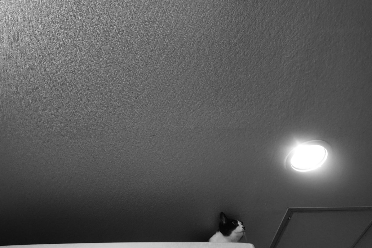 pekomo (@pm_kirua) on Twitter photo 