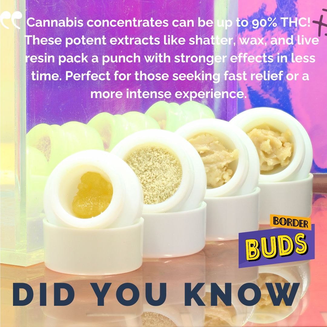 borderbudsmi's tweet photo. 💎 Did you know? Cannabis concentrates can be up to 90% THC! 
 These potent extracts like shatter, wax, and live resin pack a punch with stronger effects in less time.

#CannabisConcentrates #BorderBudsFacts #CannabisEducation #Dabbing #Shatter #LiveResin https://t.co/YKuX8koY8v