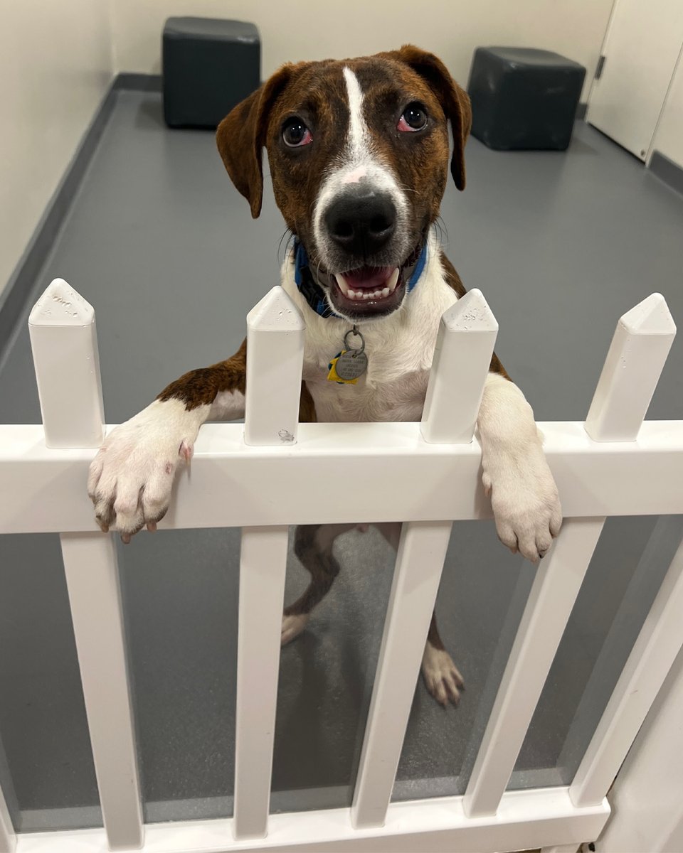 Who’s that joyful pup with the big smile and bigger heart? 🐶💙 It’s Brody (#G29891), a 6-month-old Terrier mix from Georgia! This sweet boy is ready for adventure and snuggles. Meet him at our Port Washington, NY Adoption Center! 🐾💛 #GetYourRescueOn #TerrierMixLove