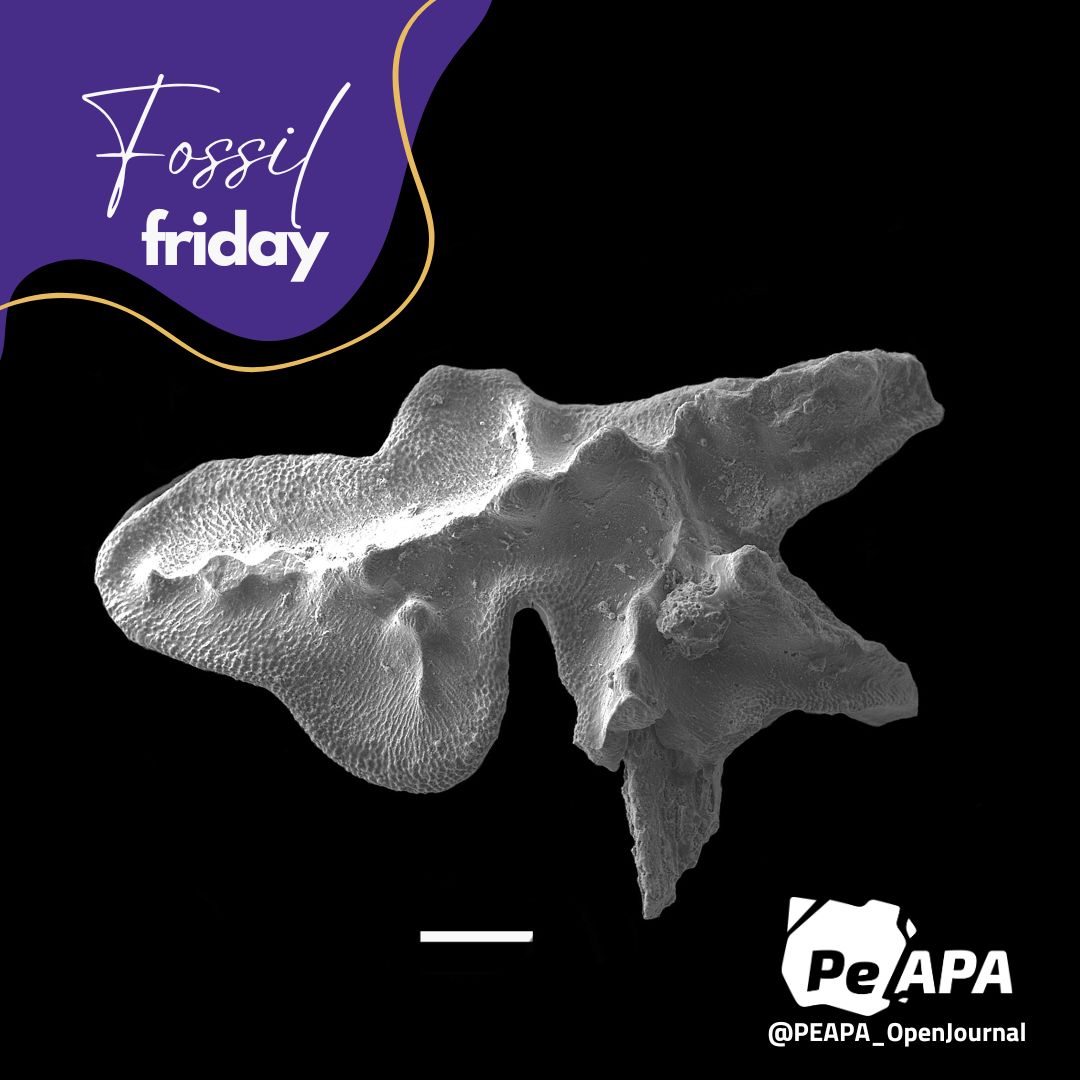 PEAPA_web's tweet photo. 😱Last #FossilFriday of May🔎This beauty is Eoplacognathus reclinatus, a #Conodont from La Cantera Fm.❗The conodont associations allow proposing a Mid-Upper Ordovician biostrati for the E Precordillera👉Check Heredia et al. (2024)🔓 https://t.co/JeVMmTDsae 
#peapa #openaccess https://t.co/UcFn1bxKpf