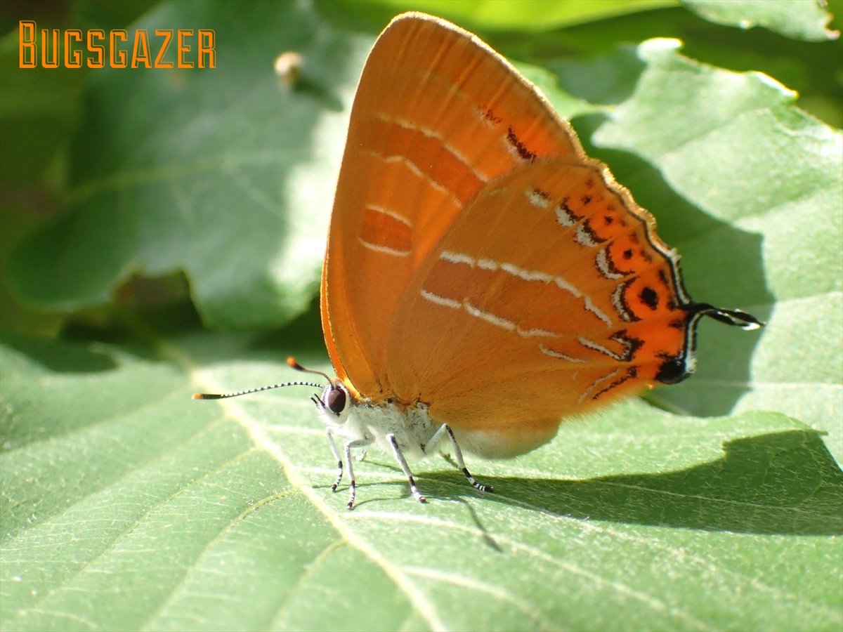 初夏を感じる．

アカシジミ
(Japonica lutea (Hewitson, 1865), The Orange Hairstreak, Aka-shijimi)