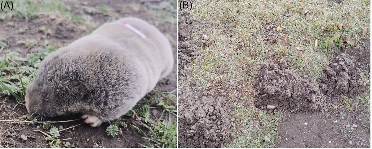Effects of population density on spatial genetic structure in a subterranean rodent, the Plateau Zokor (Eospalax baileyi)

doi.org/10.1093/jmamma…

The dispersal behavior of plateau zokors is influenced by population density. Females are more inclined to disperse at low densities