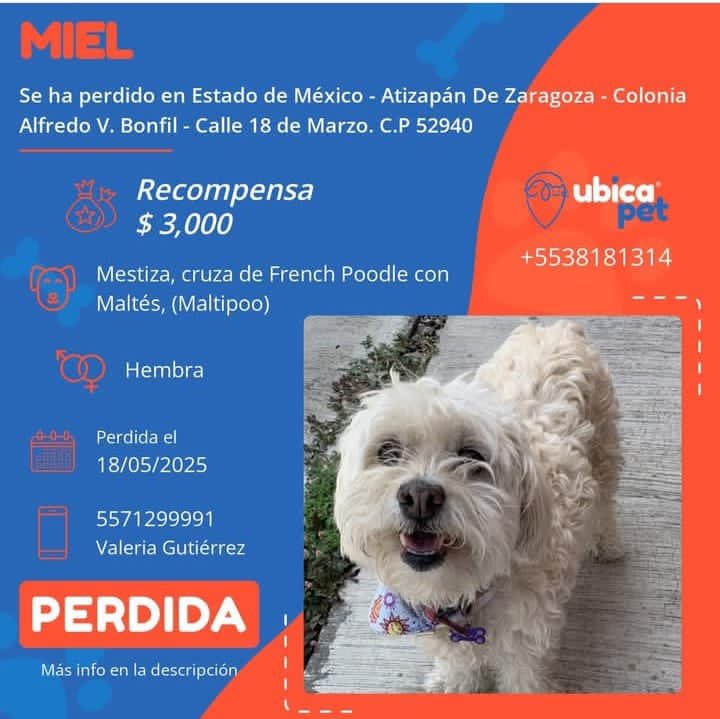UBICAPET MÉXICO tweet media