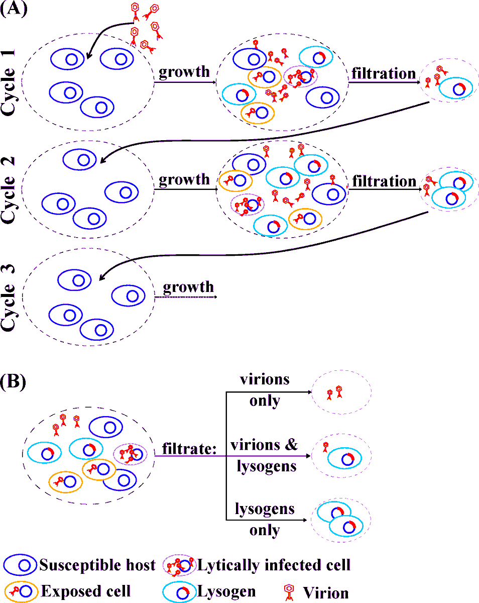 🚀Excited to share our new paper out in <a href="/Virus_Evolution/">Virus Evolution</a> : ‘Eco-evolutionary dynamics of temperate phages in periodic environments’. Co-authored by <a href="/BeckettStephen/">Stephen Beckett, PhD</a> and <a href="/joshuasweitz/">Joshua Weitz</a> !

Full article: tinyurl.com/yeyv76tp

A thread 🧵