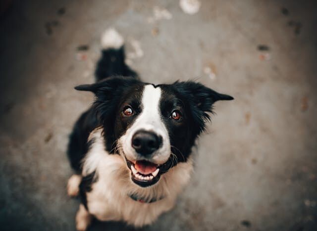animals_tips's tweet photo. Is Your Dog Truly Thriving? 🤔 Discover How to Boost Their Health &amp; Happiness!

From dull coats to low energy, sometimes our dogs show subtle signs they need a little extra care.

Get the essential tips now: https://t.co/vLucAASQQh https://t.co/vTQfgxjFhC