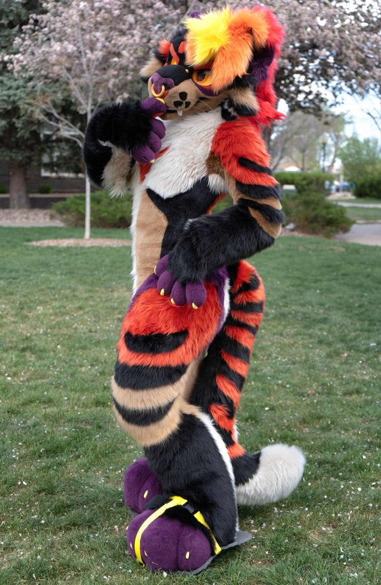 the category is... BODY
#FursuitFriday

🧵: <a href="/sheenitude/">Sheenitude</a>
📸: @minibray_