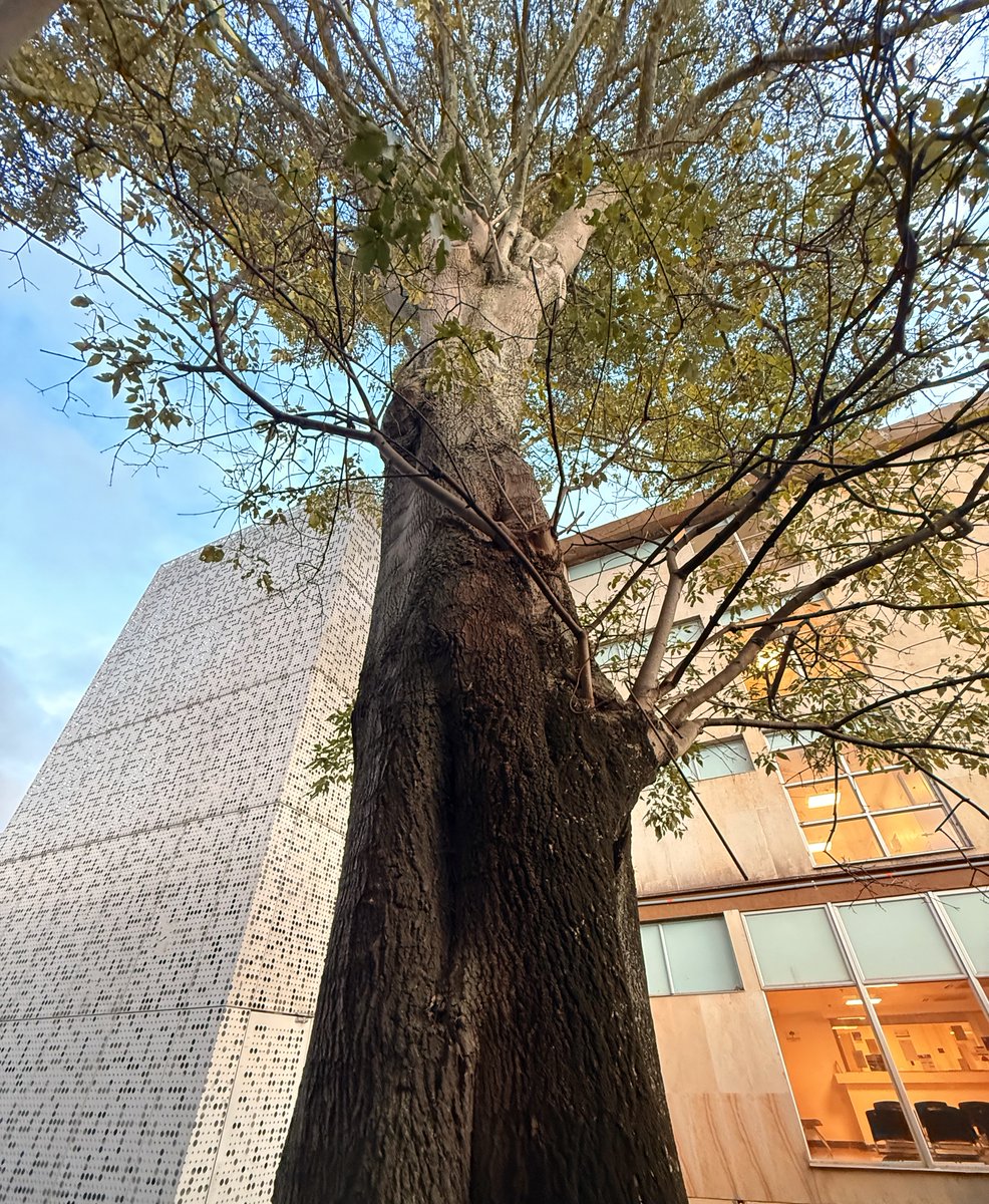 "Este árbol 🌳 nos regala un suspiro de vida que nos inspira desde fuera para continuar hacia el logro de nuestros objetivos por Colombia" Mariana Caycedo, Profesional de Activos Fijos HUN 🌳 #FelizViernes desde el HUN