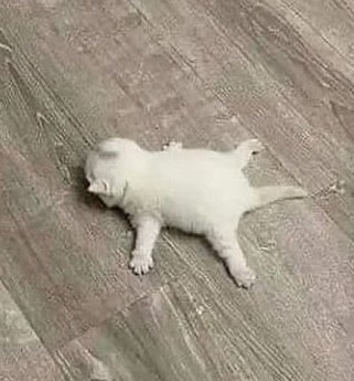 Hi, hello, quick little thing!
Stream tonight will most likely be canceled!

The weather tonight is calling for severe thunderstorms and possibly tornadoes! I don't want to end up streaming and have there be a possible tornado or power outage!

I'll keep everyone updated!!! 🤍