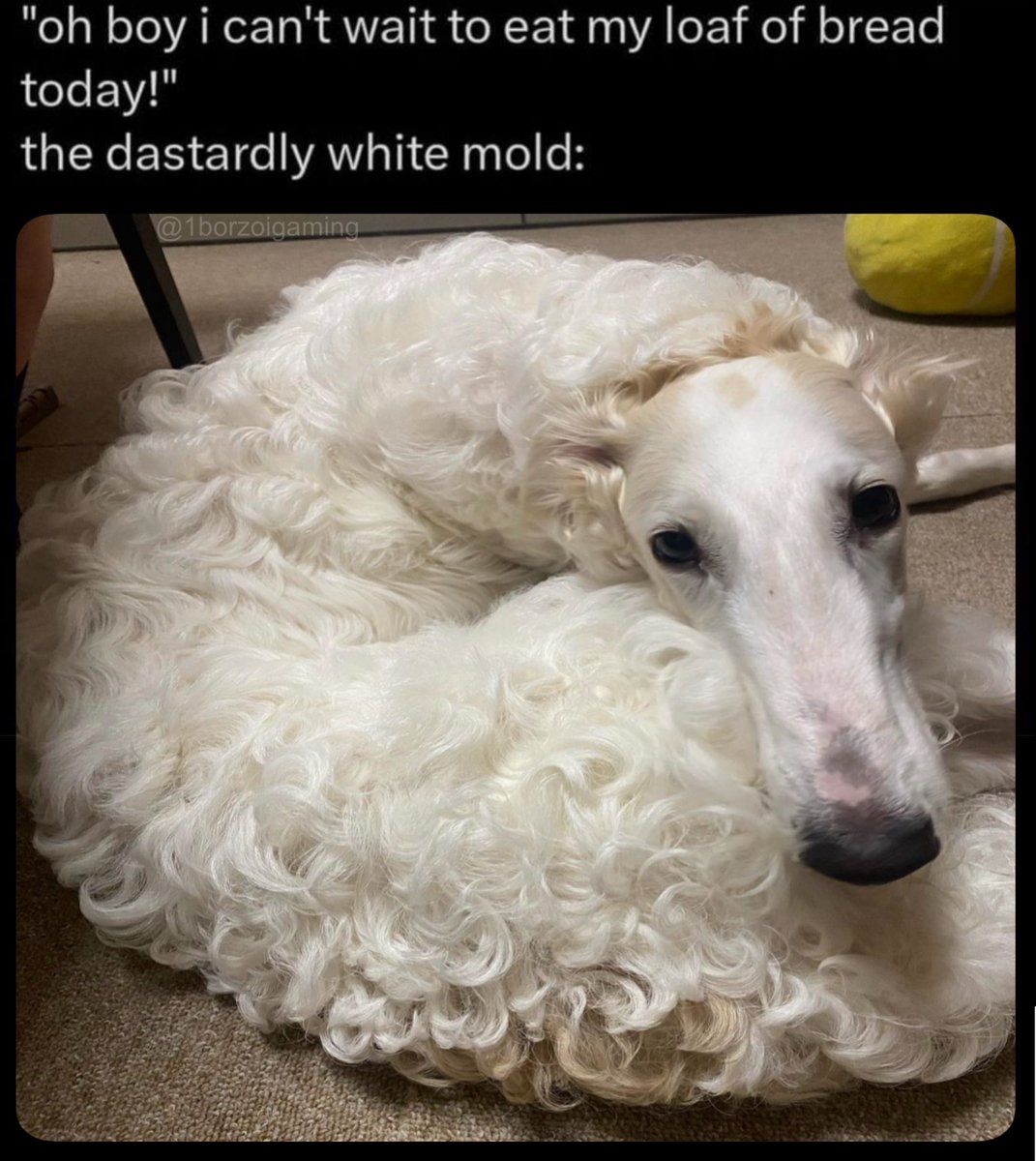 #borzoi #borzoitwt