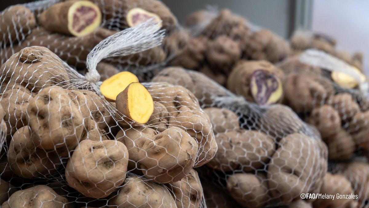 FAOPERU's tweet photo. #Hilo

Hoy Perú celebró el II Día Internacional de la Papa 🥔✨

Honramos el trabajo de quienes cultivan esta joya milenaria y reconocimos el valor de nuestras más de 3 mil variedades para la seguridad alimentaria del país.

¡Configurar la historia, alimentar el futuro! 🌱🇵🇪 https://t.co/SgruTzPHMs