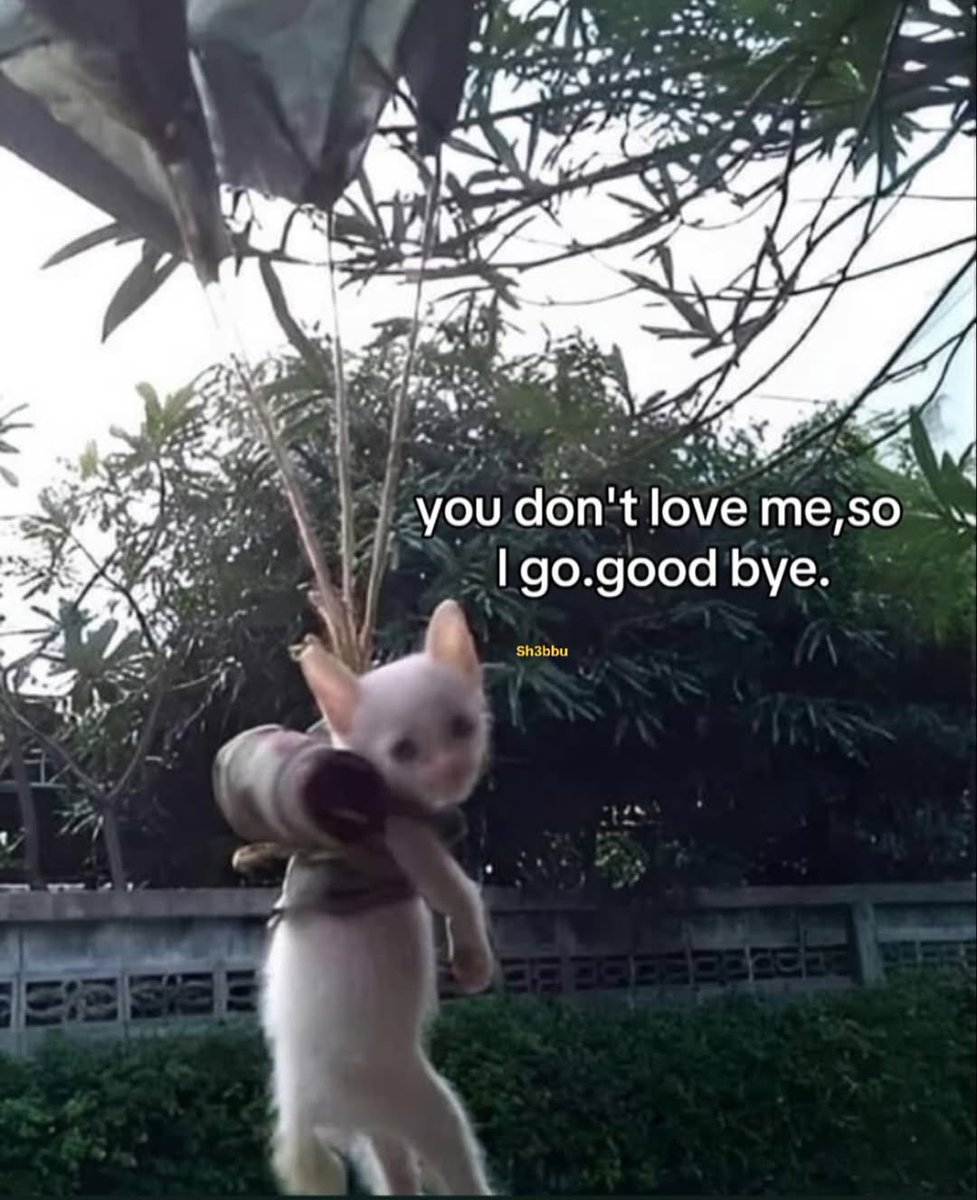 More Cats (@evenmorecats) on Twitter photo 