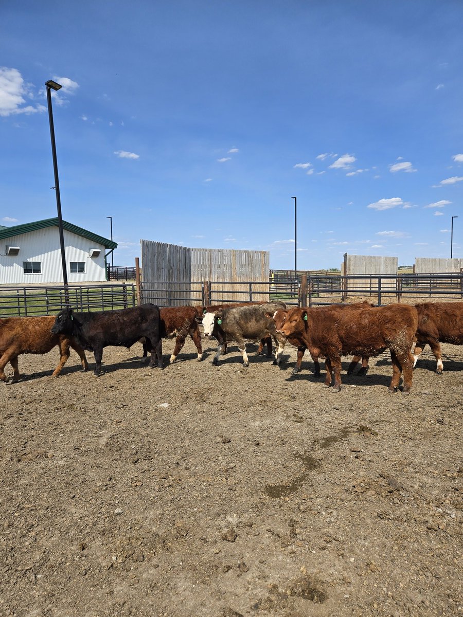 DrBart_Beef's tweet photo. #LardnerLab meeting #ForageResearch ##AppliedBeefResearch https://t.co/MkwAhSDCaq