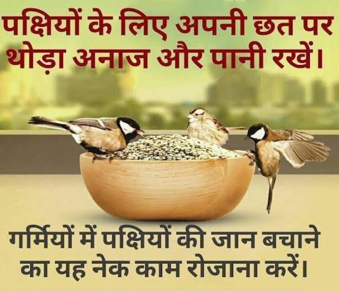 RSoopa's tweet photo. बेजुबान पक्षियों की जान बचाने के लिए अपने छत, बाल्कनी पार्क आदि में उनके खाने पीने का इंतजाम अवश्य करें और उनकी दुआएं ले 🙏🏻🥰
#SaveLittleCreatures 
@Rebel_Warriors 
@gurjarpm578 
@AjaySaradhna 
@Garima37747 
@Anshujaat21 https://t.co/Y4uXRCm6A1