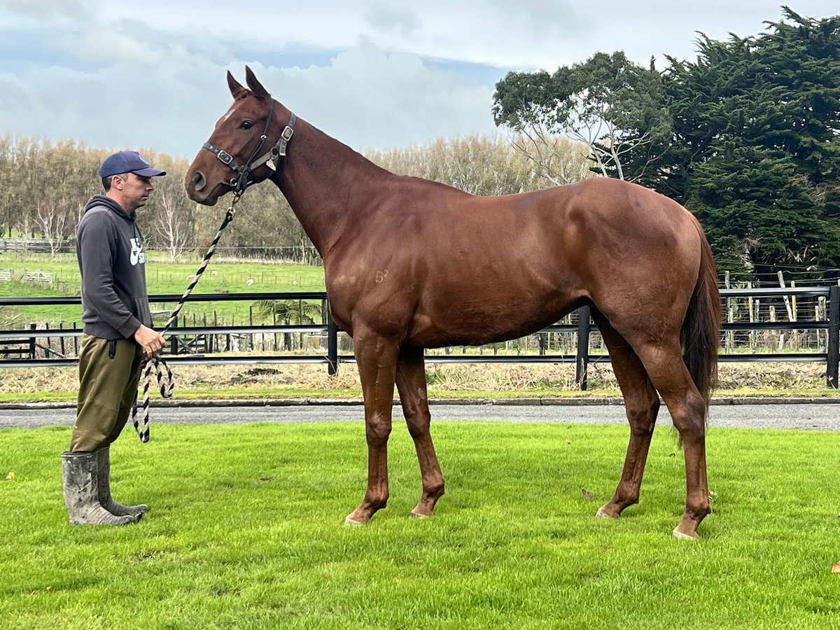 Highden Park born &amp; raised Campaldino made his third win in a row count today winning the G3 Queen Elizabeth II Cup for <a href="/GaiWaterhouse1/">Gai Waterhouse AO</a>.A lovely reward for his dam Zuzanas pedigree page, but even greater for breeders Ricky &amp; Anna Rhodes getting their first Group win as breeders
