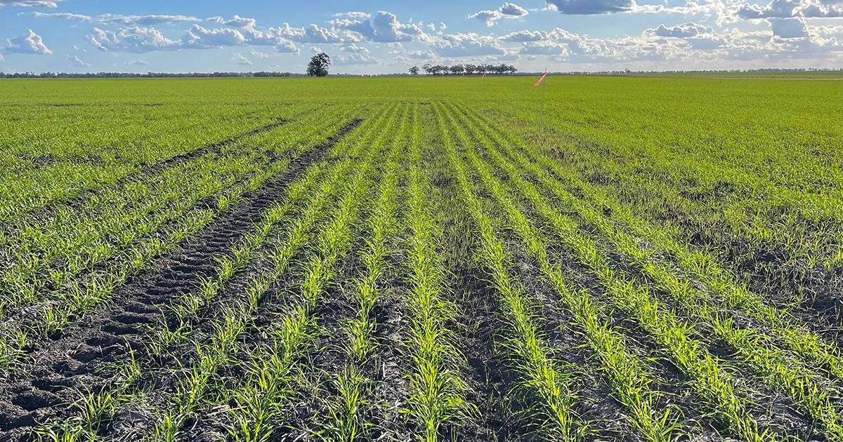 In addition to prioritising weed-free crop establishment using effective pre-emergence herbicides and enhancing crop competitiveness, growers may also have other tactics at their disposal to get on top of Phalaris. 🔥 🪏 💦
WeedSmart Big 6 = win!
buff.ly/gJq6U4H