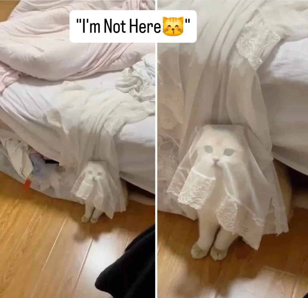 Cats with pawerful aura (@aurawithcats) on Twitter photo 