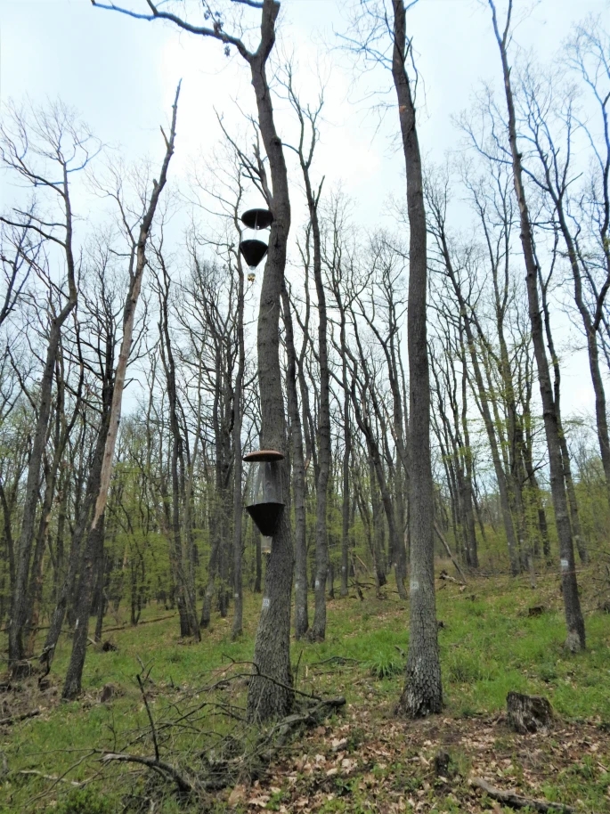 RelayJFR's tweet photo. 👏JFR new free paper:
#Oak decline: pest outbreak threat or opportunity for saproxylic beetles? A case study from the Czech Republic  @ForestryRelay @Forestry_UK 
https://t.co/yUshDE1oYC
#forest #pest #Biodiversity #Coleoptera #Deadwood
#dieback https://t.co/5hjQGqWSA6