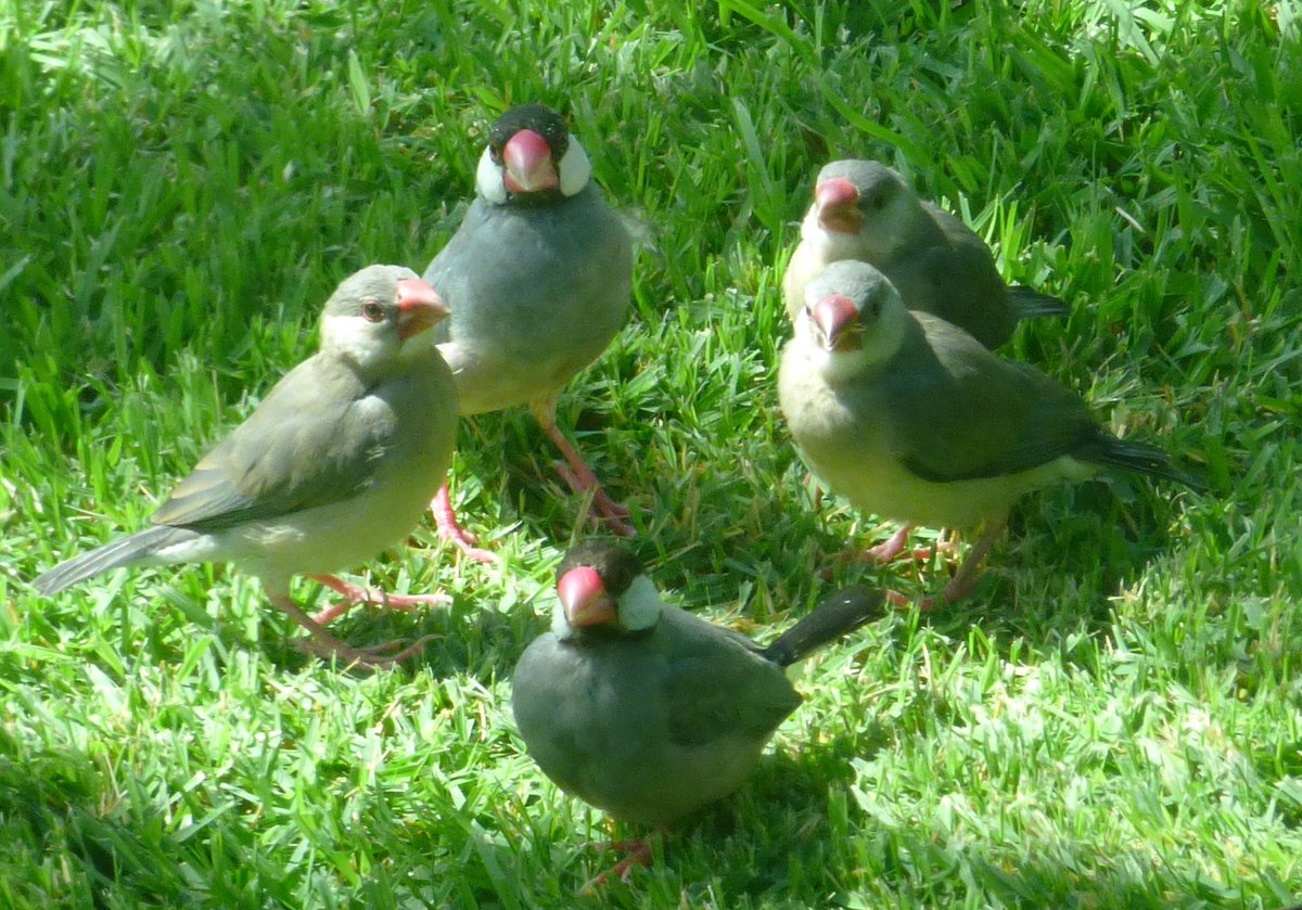 アロハ～🌺🌈🌴 

いやややや　すっかりごぶさたしておりました。
６週間ほどミッションを果たしにオアフ島。５月半ばに帰国しましたよん。心友宅に長期滞在３度目、行くたびになぜかぶんちょがワラワラと増えてきており今回はひなぶんズが続々生産されチャッチャッチャッチャッ毎日にぎやかでした。