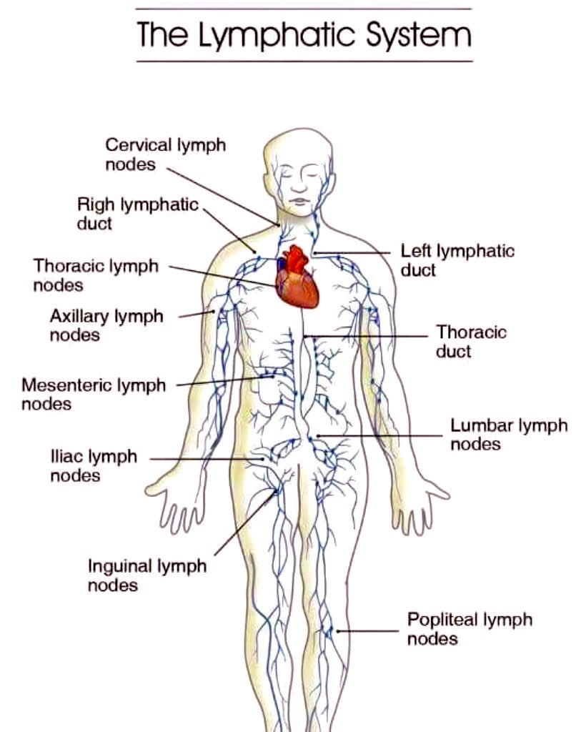The Lymphatic System