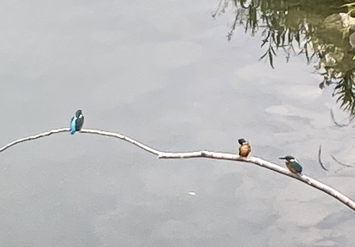 nobuzousan's tweet photo. 散歩中に三羽のカワセミ��遭遇so good 良いことあるかも❤️🦆🦆🦆
#佐鳴湖 https://t.co/VxYgJkILhx