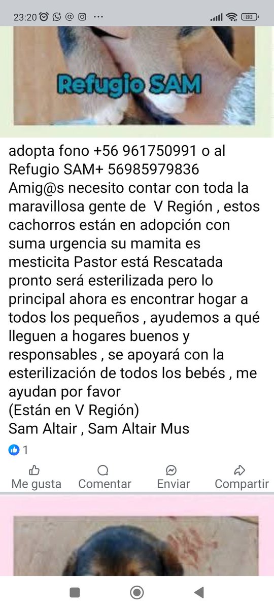Chilena9772's tweet photo. El refugio de SAM en la V región solicita que adopten a los cachorros para poder rescatar a otros que lo necesitan también porfa 🙏🏻
#VinaDelMar #Quilpue #Olmue #Limache #Quillota #Casablanca #Curacavi 
RT @lorecuadra @Evelyn_Torres_h @Danii_tco @bcastil32667233 @patrmarsh https://t.co/tApyXrP7Ha