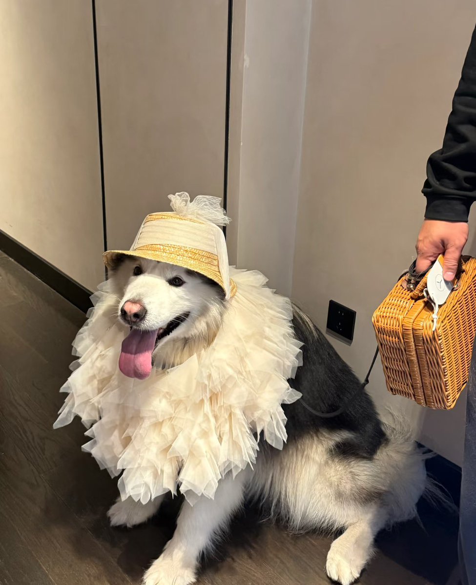 animalkyat's tweet photo. 旅行帰りの犬いた https://t.co/GQMtjufIJQ