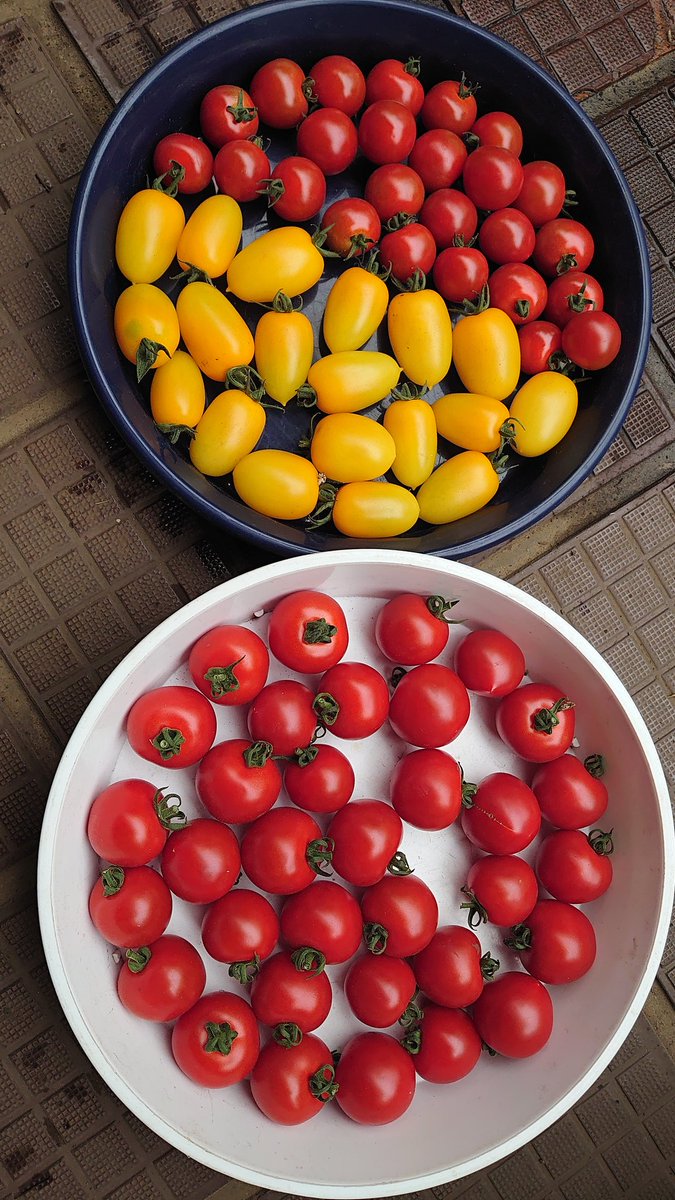 minor_farmer's tweet photo. 本日のおすすめ野菜はミニトマト各種です。 https://t.co/VZb3xzHl96