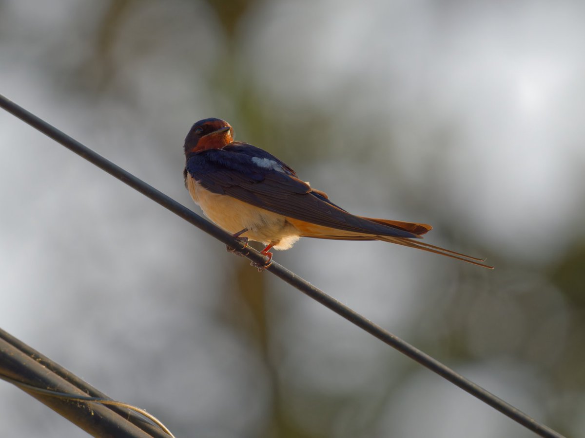 Bueno con esta ya se ven los ojos de las golondrinas ( necesito un cursillo🤪🤘🤘)