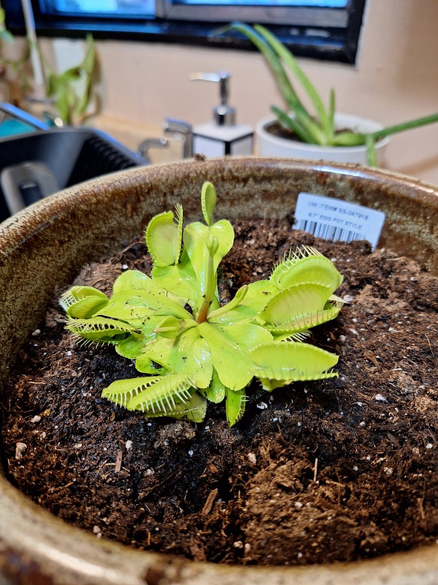 Sweet Pea, my newest baby