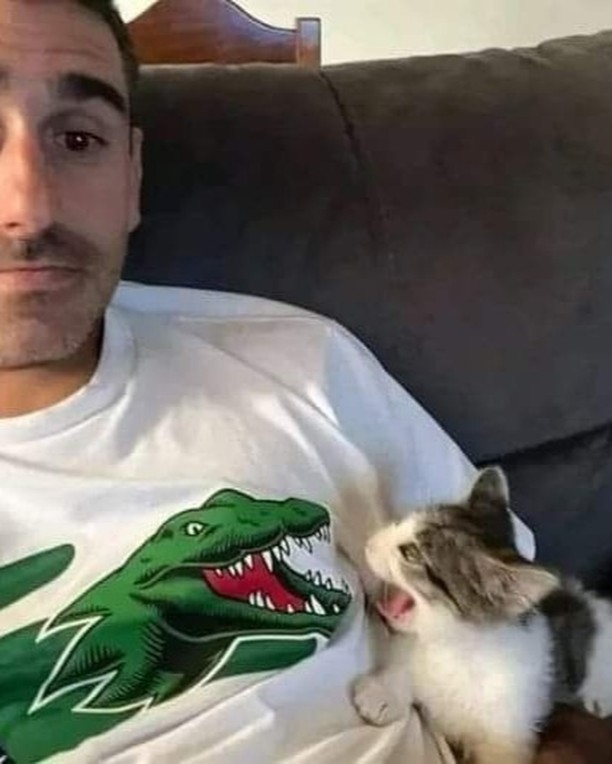 Punch Cat (@punchingcat) on Twitter photo 