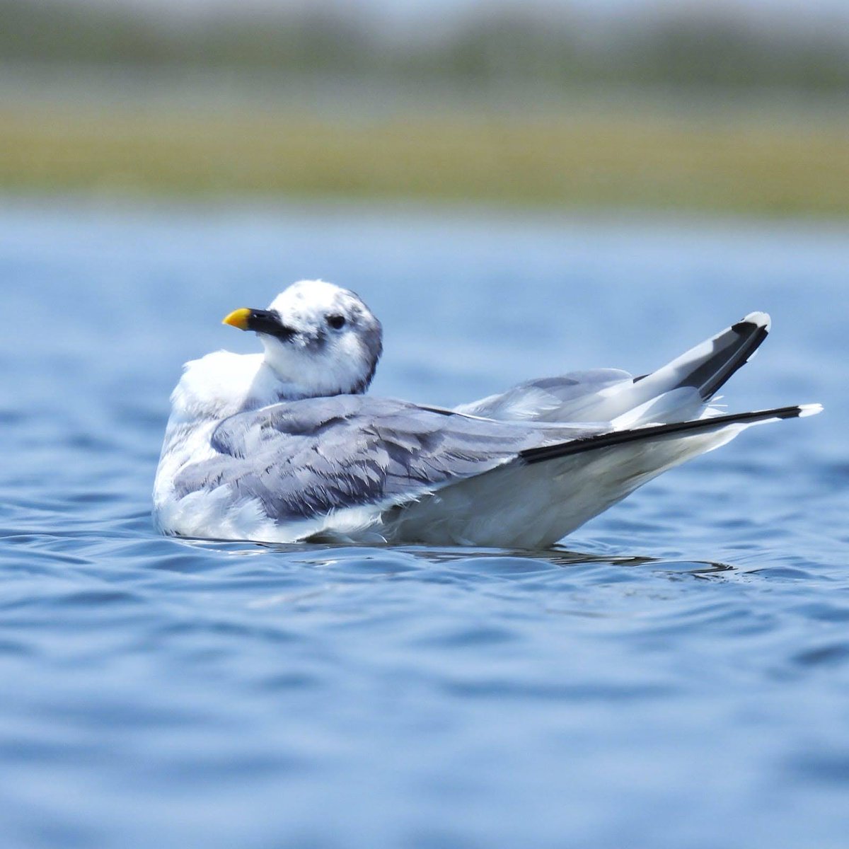DCFNALSAROVAR's tweet photo. Rare Arctic Visitor Spotted at Nal Sarovar: Sabine’s Gull Observed in Gujarat
Nal Sarovar, Gujarat | 30 May 2025
In an exciting development for birdwatchers and ornithologists, the Forest Department staff of Nal Sarovar Wildlife Sanctuary and Ramsar Site reported a rare sighting https://t.co/c1TTjla2JC