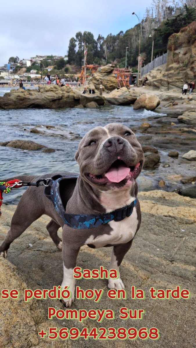 Ballestrinque ☔ | Magnolias. tweet media