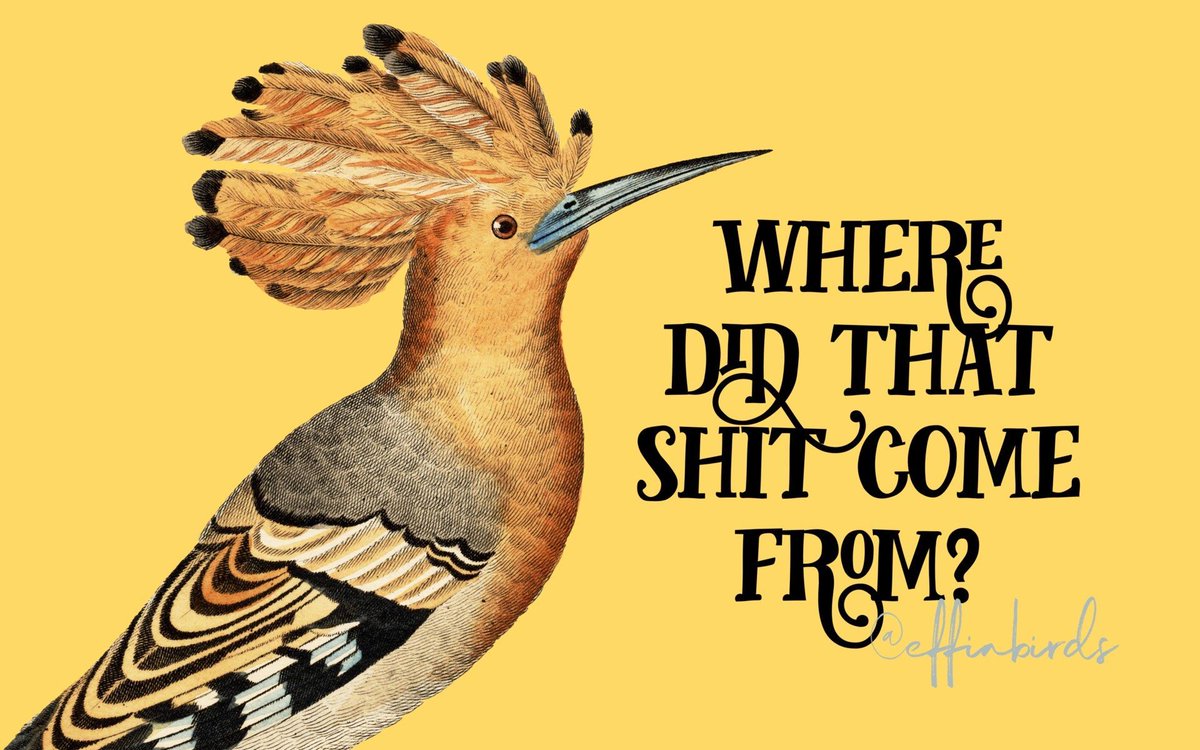 Effin' Birds (@effinbirds) on Twitter photo 