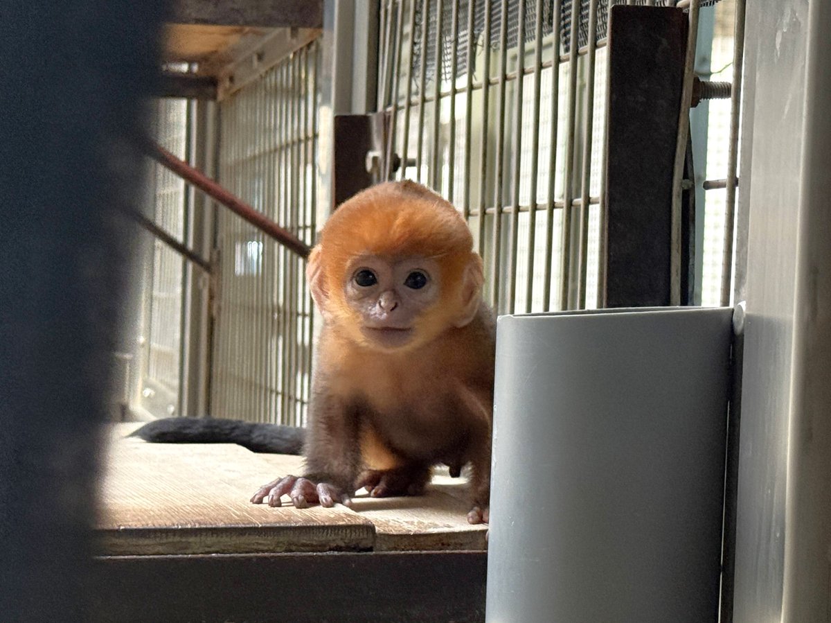 さる フランソワルトン の2頭目の赤ちゃんの公開と愛称投票がスタートしてい