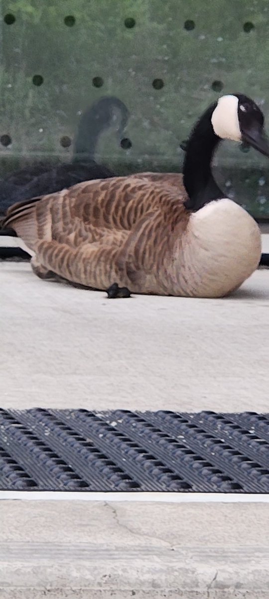 table650a's tweet image. I just got jumpscared by a member of the Canadian airforce.