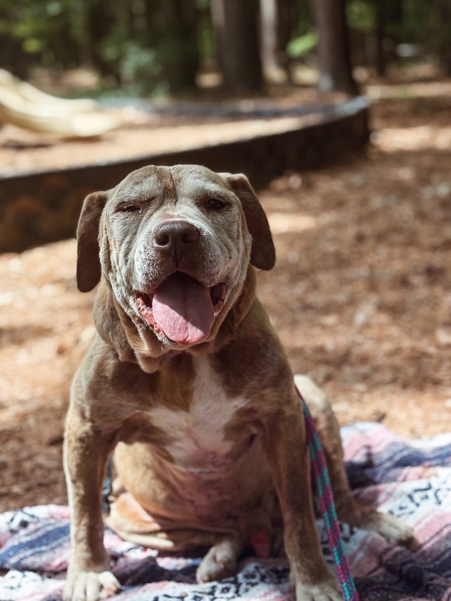 We could use some good news: Petey has been adopted! ❤️‍🩹
