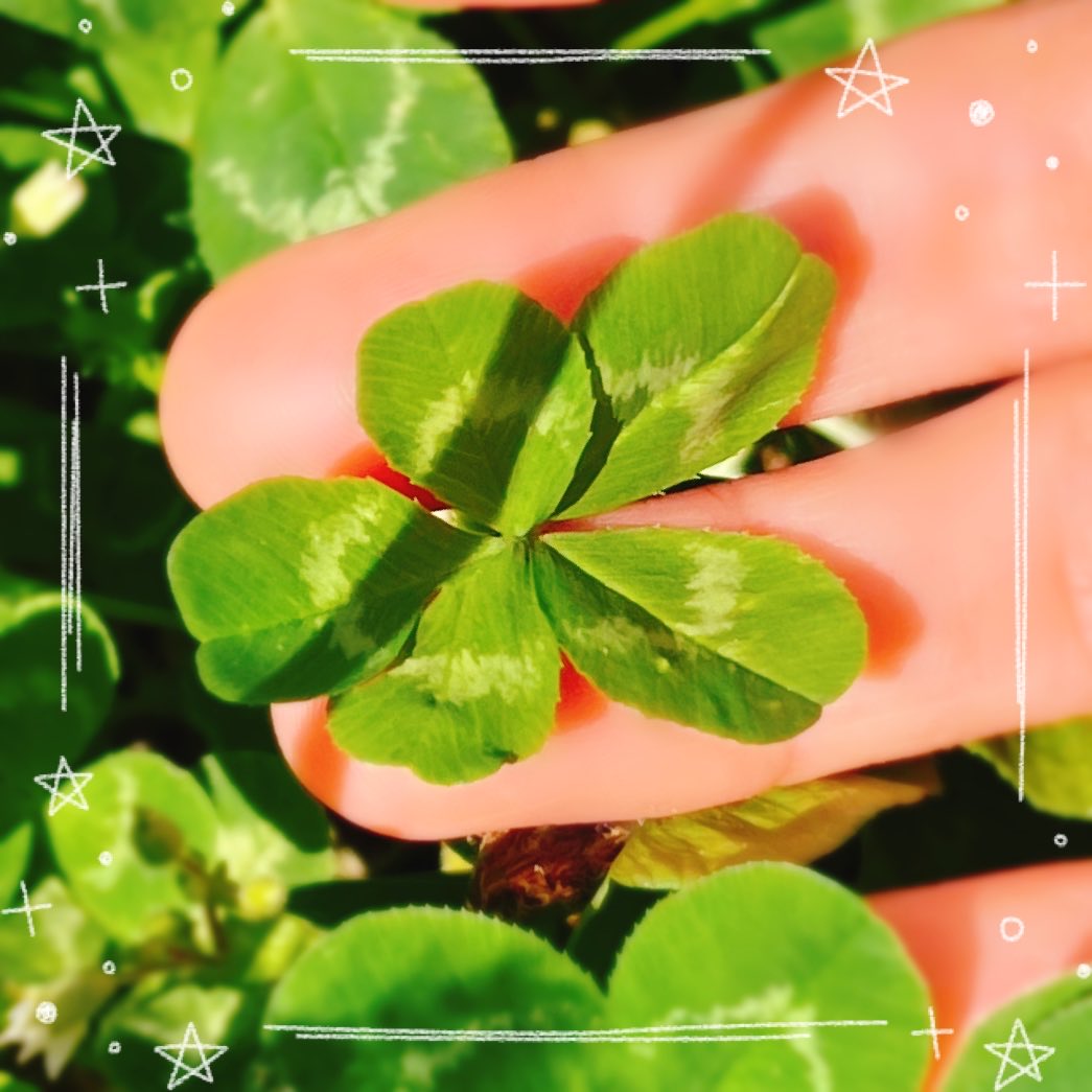 yama_me_do_ob's tweet photo. 良い一日でありますように✨
#五つ葉のクローバー
#Fiveleafclover https://t.co/440GQidSf7