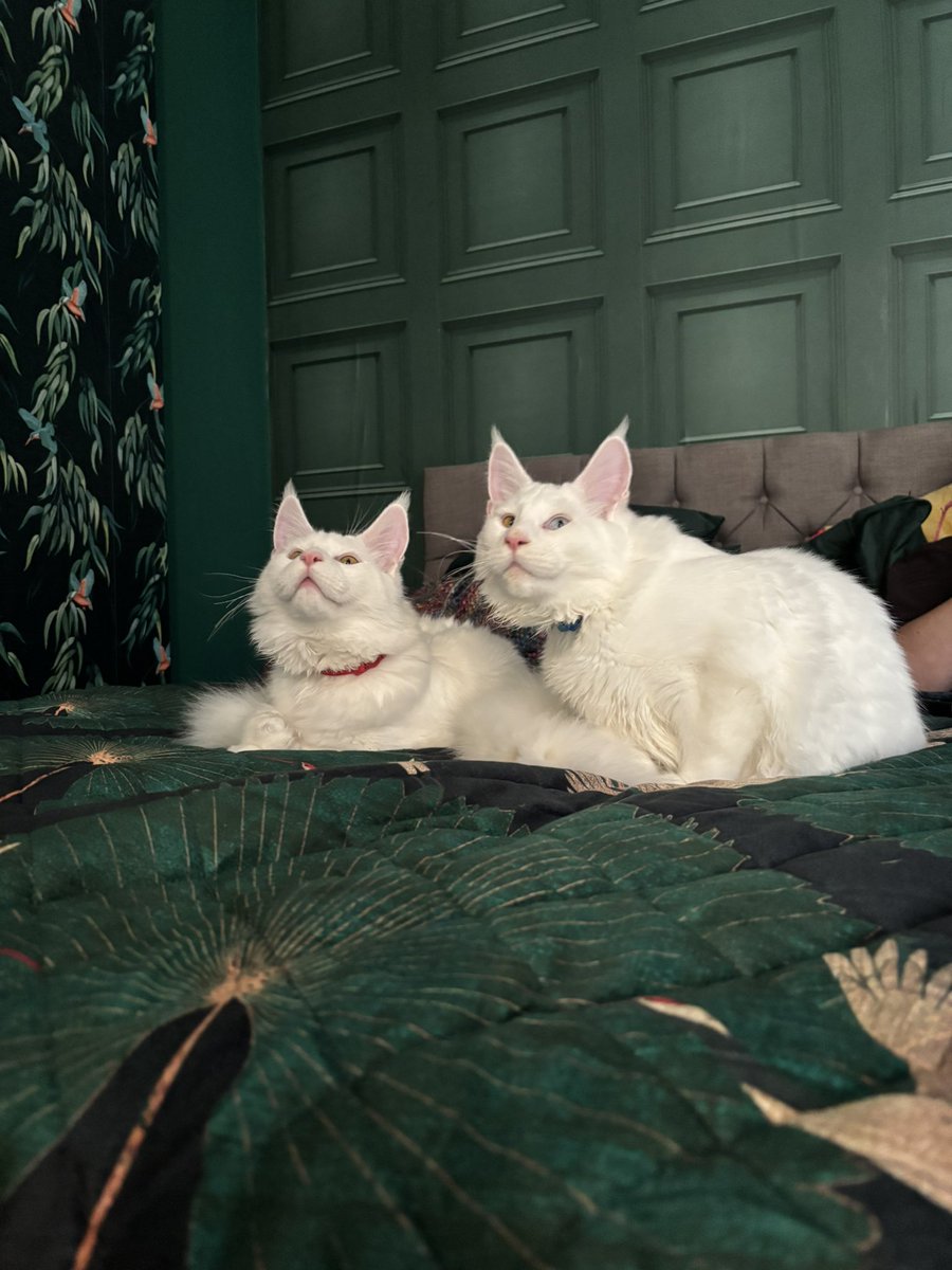 Main Coon brothers Odin and Dexter are six months old. They are the centre of our family. Very affectionate and clever boys. #cats
#CatsOfX